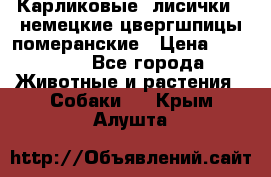 Карликовые “лисички“  немецкие цвергшпицы/померанские › Цена ­ 35 000 - Все города Животные и растения » Собаки   . Крым,Алушта